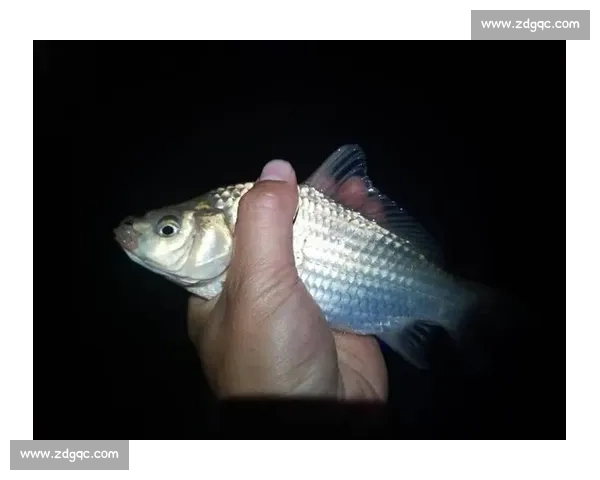 大爷钓起金黄大鱼，围观者哇声一片：这鱼值两万？